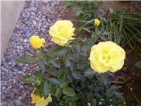 6f75c2f6-Picture 4197.jpg